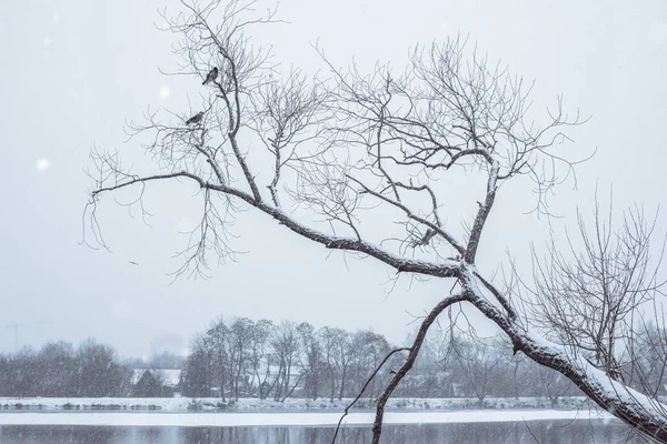 Aves en el árbol nevado — Foto de Stock