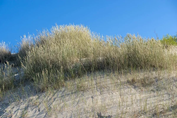 Wilde Gräser auf Düne — Stockfoto