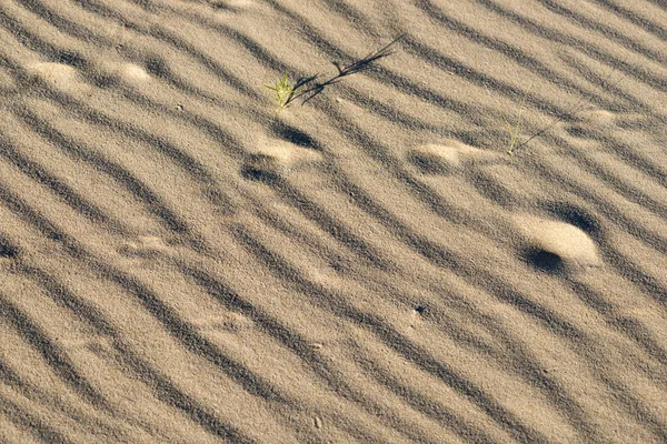 Hullámos homok minta — Stock Fotó