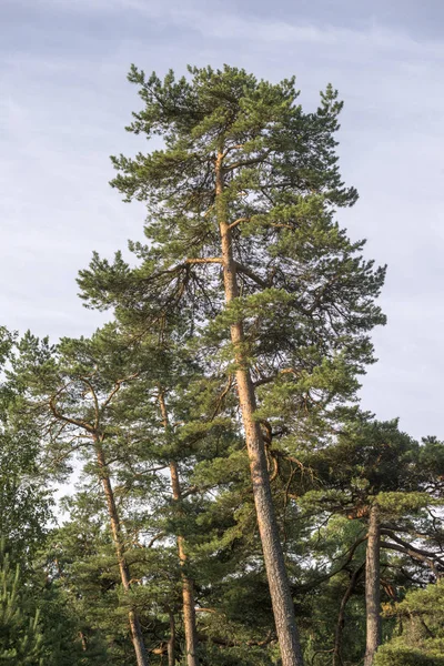 Pinjeskog — Stockfoto