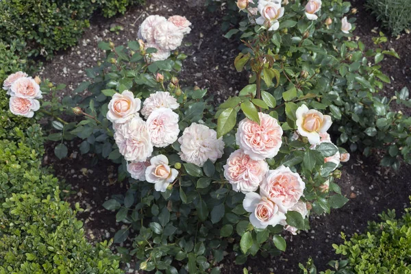 Canteiro de flores com rosas — Fotografia de Stock