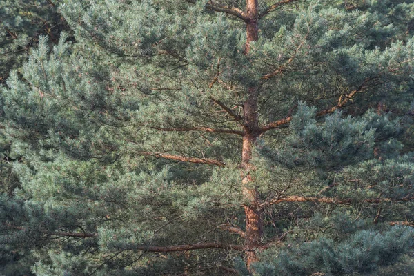 Curvy pine tree — Stock Photo, Image