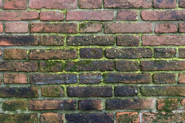 Molhado parede de tijolo musgoso — Fotografia de Stock