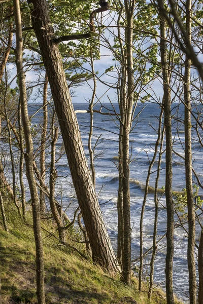 Bosque de pinos orilla del mar — Foto de Stock