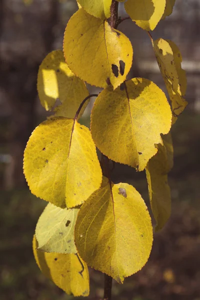 Autumn yellow foliage — Stock Photo, Image