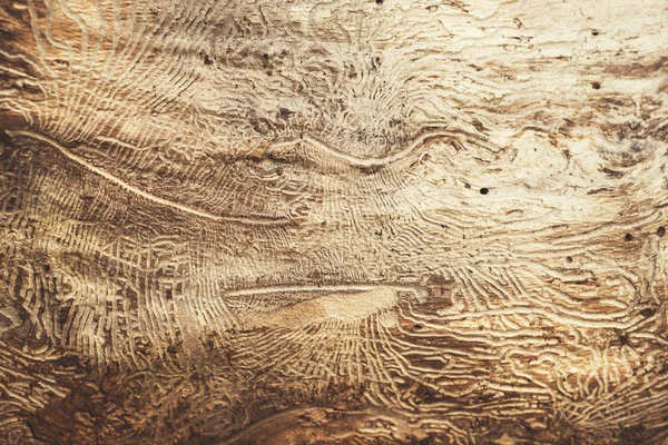 Textura de madera natural — Foto de Stock