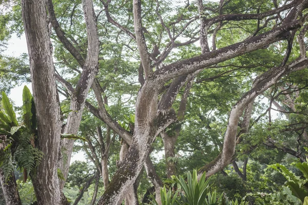 Ветви тропических деревьев — стоковое фото