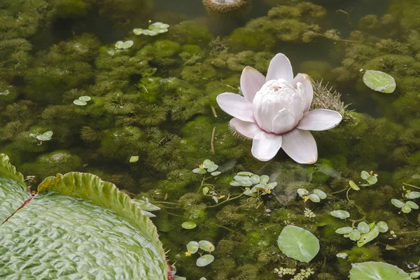 Flor de lírio gigante água — Fotografia de Stock