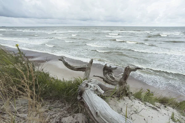 Villsjøstrand – stockfoto