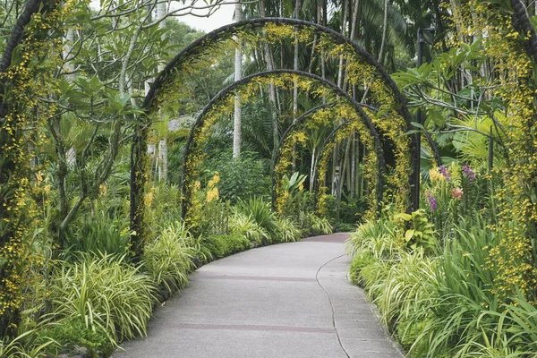 Singapur botanik bahçeleri yolu — Stok fotoğraf