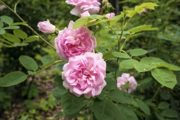 Flor rosa arbusto — Fotografia de Stock