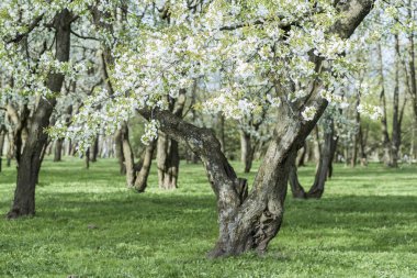 Çiçek açan elma ağacı