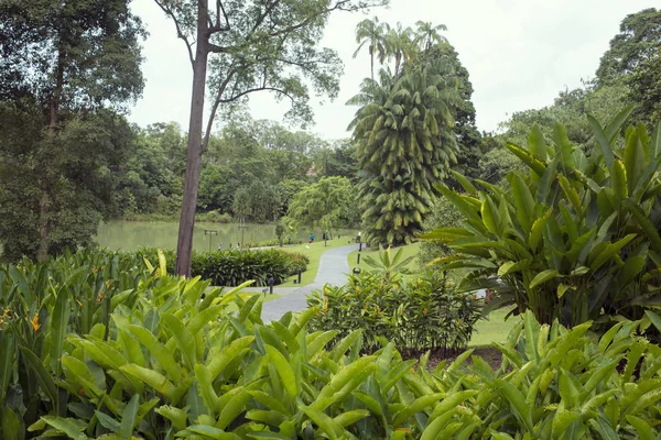 Singapur ogród botaniczny — Zdjęcie stockowe