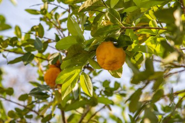 yeşil limon ağacı ön meyve odaklı