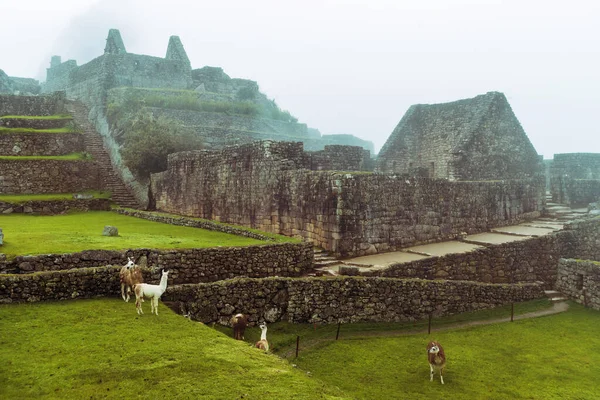 Muchos Lamas Ruinas Machu Picchu Sitio Por Día Lluvioso Perú — Foto de Stock