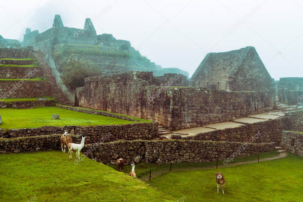 many lamas at ruins of Machu-Picchu site by rainy day in Peru