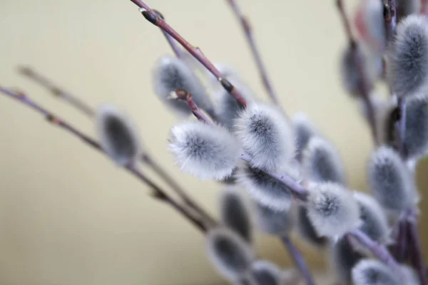 밝은 배경, 측면 보기, 동부 분위기에 튄 지점 스톡 이미지