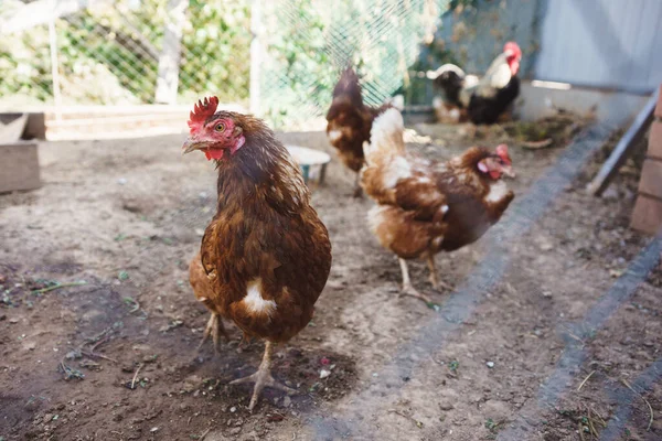 Köyün bahçesinde tavuklar otlakta