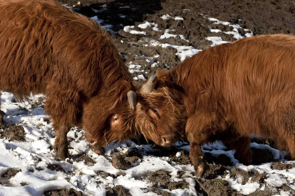 Kopf an Kopf / Jungbullen im Kampf ums Futter