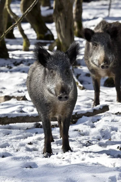 Winterwald Pltzlich Steht Man Einer Woldsau Gegenber — Foto Stock