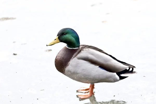 Dauerfrost / Ein Stockenten Erpel auf dem zugefrorenen See