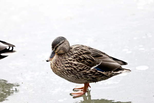 Auf dem eis / Eine Stockente auf dem zugefrorenen See