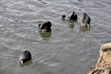 Auf der Suche / Diese vier Blsshhner lassen sich auf der suche nach futter auch nicht vom, am Ufer stehenden Fotografen stren.