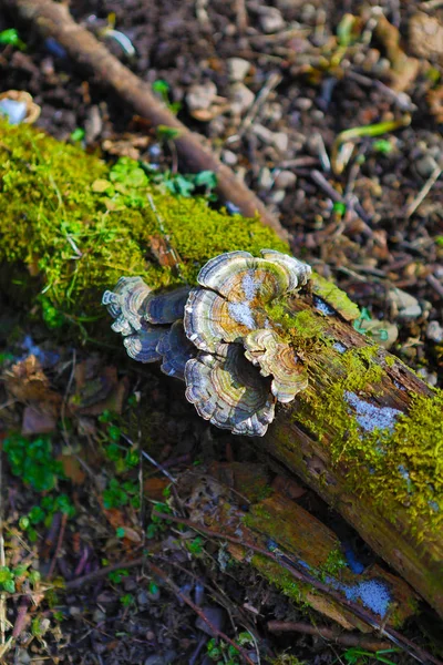 Wiederverwendung / Ein abgestorbener Baum wird von Moos berwuchert. Dazwischen ein Baumpilz. Die Eiskristalle zeigen, es hat noch Frost.