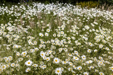 Wiese, wenn man nicht maeht