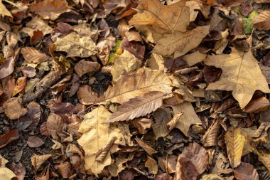 Waldboden zeigt die Jahreszeit an