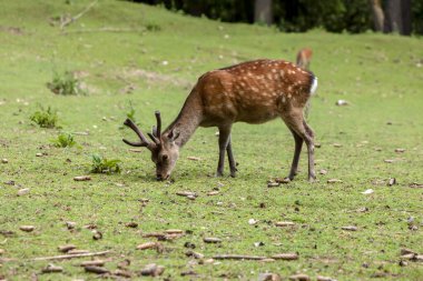Eine kleine Herde Damwild am Waldrand