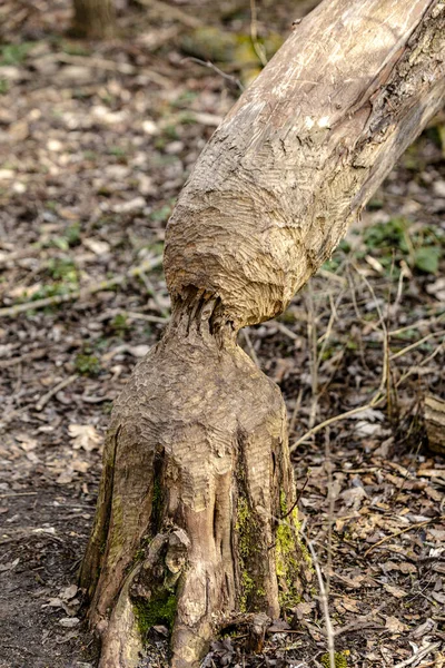 Die Biber Sind Nicht Jedermanns Freund Der Ein Oder Andere — Stockfoto