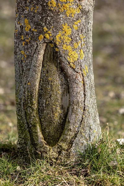 Eine Alte Narbe Baumstamm Ist Voll Von Moosen Und Flechten — Stockfoto