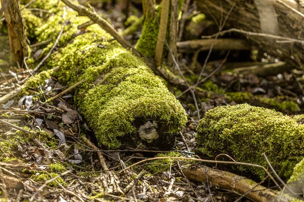 Zeit Ist Alles Natur Braucht — Stock Photo, Image