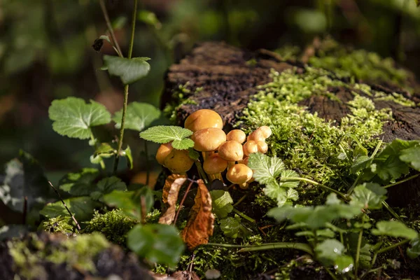 Die Kleinen Pilze Sind Oft Auf Totholz Finden — Stock Photo, Image