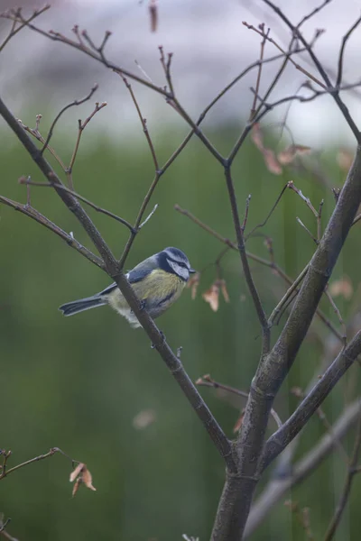 Die Blaumise Sucht Nach Futter Auf Dem Ahornbaum — ストック写真