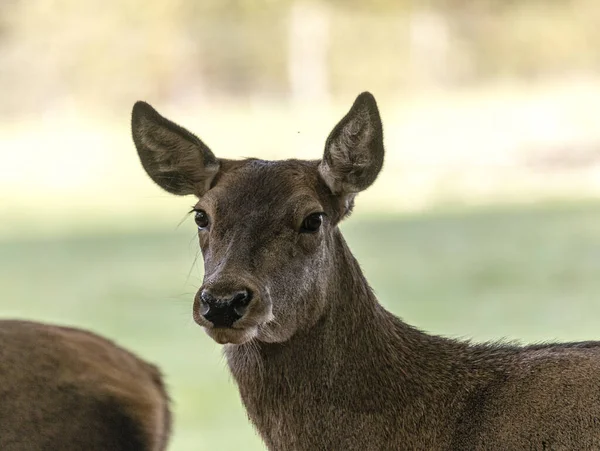 Era Sie Wohl Blick Cappello — Foto Stock