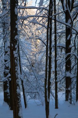 Güzel kış forrest taze karla kaplı.