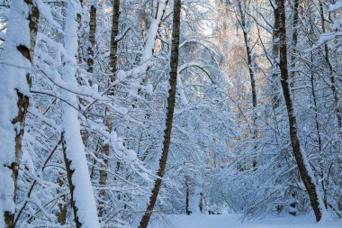 Güzel kış forrest taze karla kaplı.