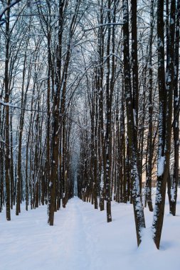Güzel kış forrest taze karla kaplı.