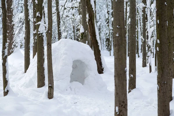 Голка Красивих Зимових Лісах Вкрита Свіжим Снігом — стокове фото