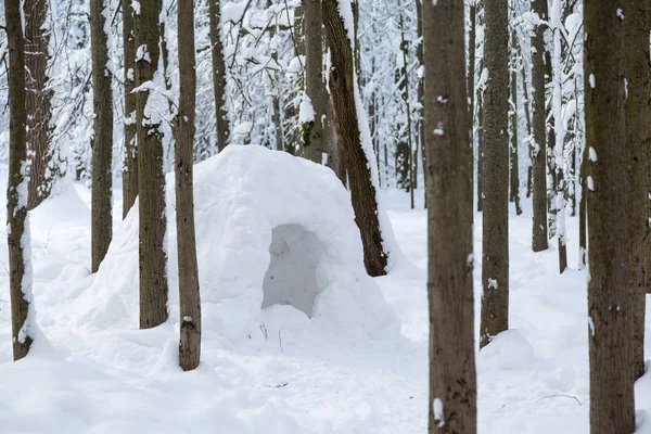 Aguja Hermoso Bosque Invierno Cubierto Nieve Fresca — Foto de Stock