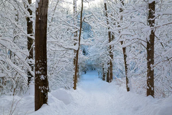 Belo Inverno Forrest Coberto Com Neve Fresca — Fotografia de Stock