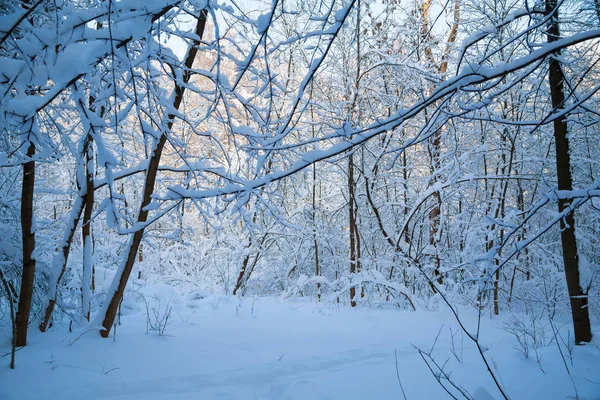 Belo Inverno Forrest Coberto Com Neve Fresca — Fotografia de Stock