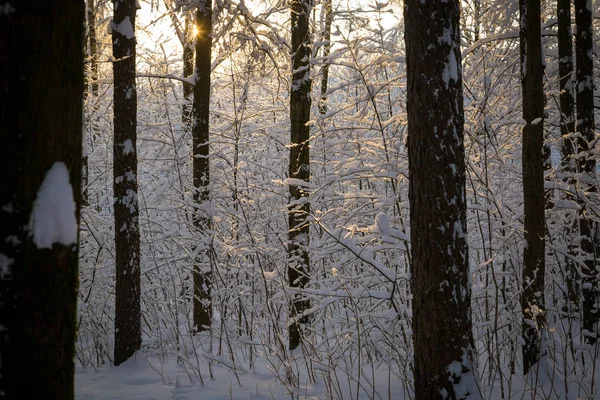 Όμορφο Χειμώνα Forrest Καλύπτεται Φρέσκο Χιόνι — Φωτογραφία Αρχείου