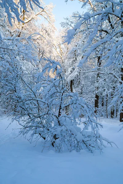 Belo Inverno Forrest Coberto Com Neve Fresca — Fotografia de Stock