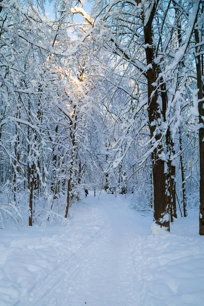 Belo Inverno Forrest Coberto Com Neve Fresca — Fotografia de Stock