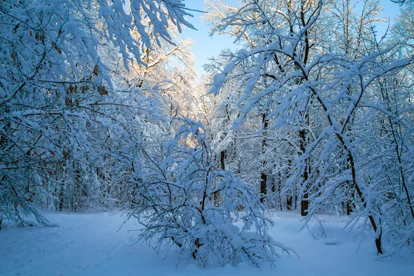 Schöner Winterwald Mit Neuschnee Bedeckt — Stockfoto