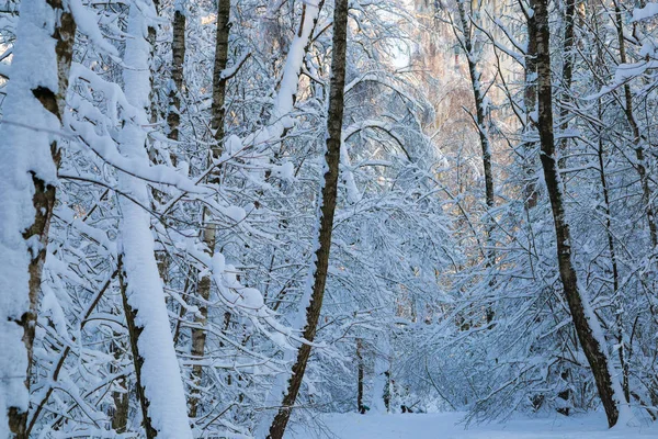 Hermoso Bosque Invierno Cubierto Nieve Fresca — Foto de Stock