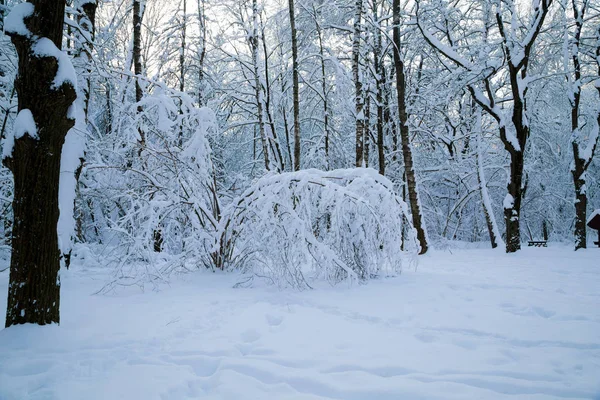 Hermoso Bosque Invierno Cubierto Nieve Fresca — Foto de Stock